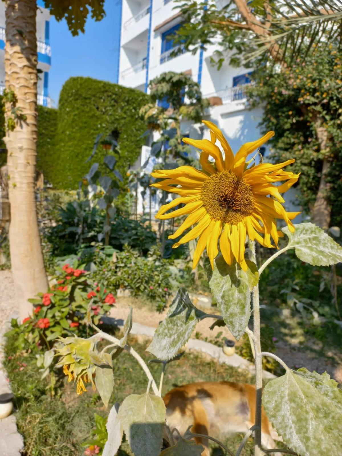 Villa Kaslan Apartments ルクソール エクステリア 写真